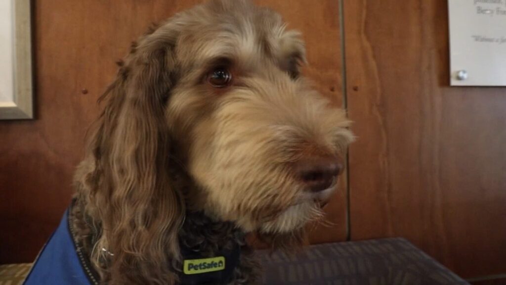 Terapia Con Perros En El Betty Ford Center Transforma La Recuperación De Adicciones En El Valle De Coachella