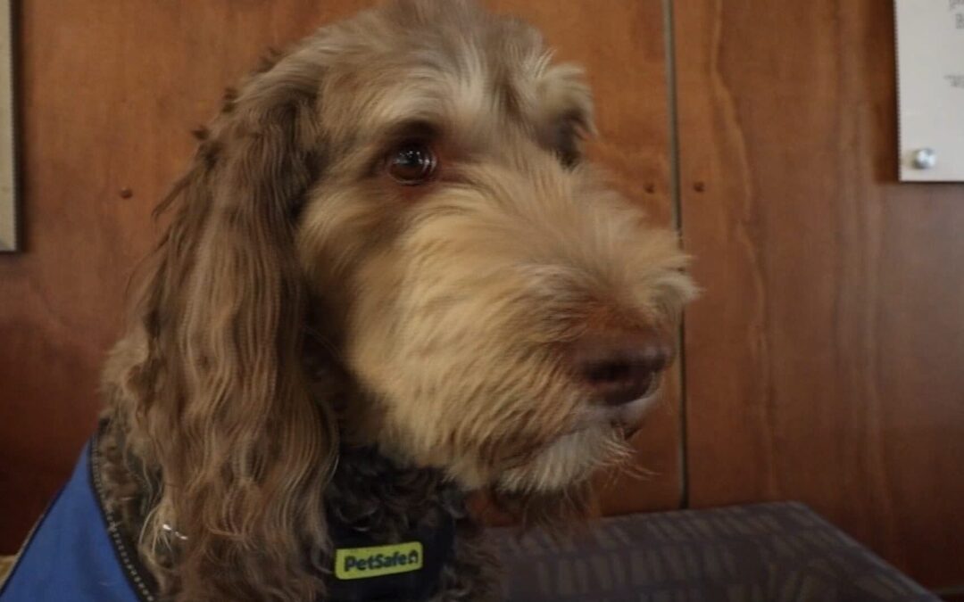 Terapia con perros en el Betty Ford Center transforma la recuperación de adicciones en el Valle de Coachella