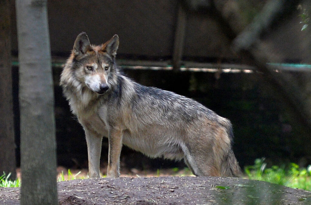 El Programa de Lobos en Colorado: ¿Puede Sostenerse Ante los $1.3 Millones en Pagos por Daños?