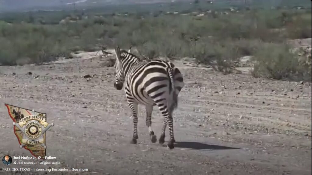 Impactante Avistamiento De Cebra En Carretera De Presidio Sorprende A La Comunidad