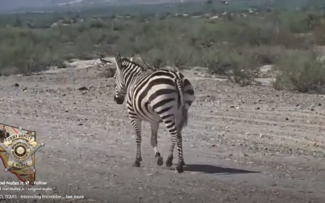 Impactante Avistamiento de Cebra en Carretera de Presidio Sorprende a la Comunidad