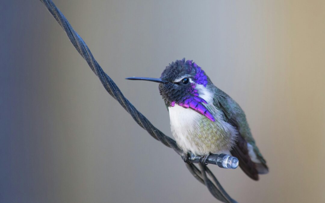 Colibríes en Colorado: Llegan Antes por el Cambio Climático