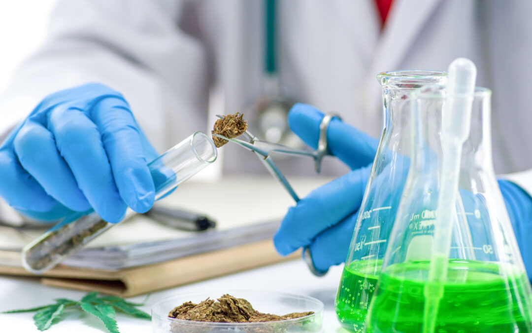 Marihuana en Colorado: Reguladores Enfrentan Uso Ilegal de Cáñamo