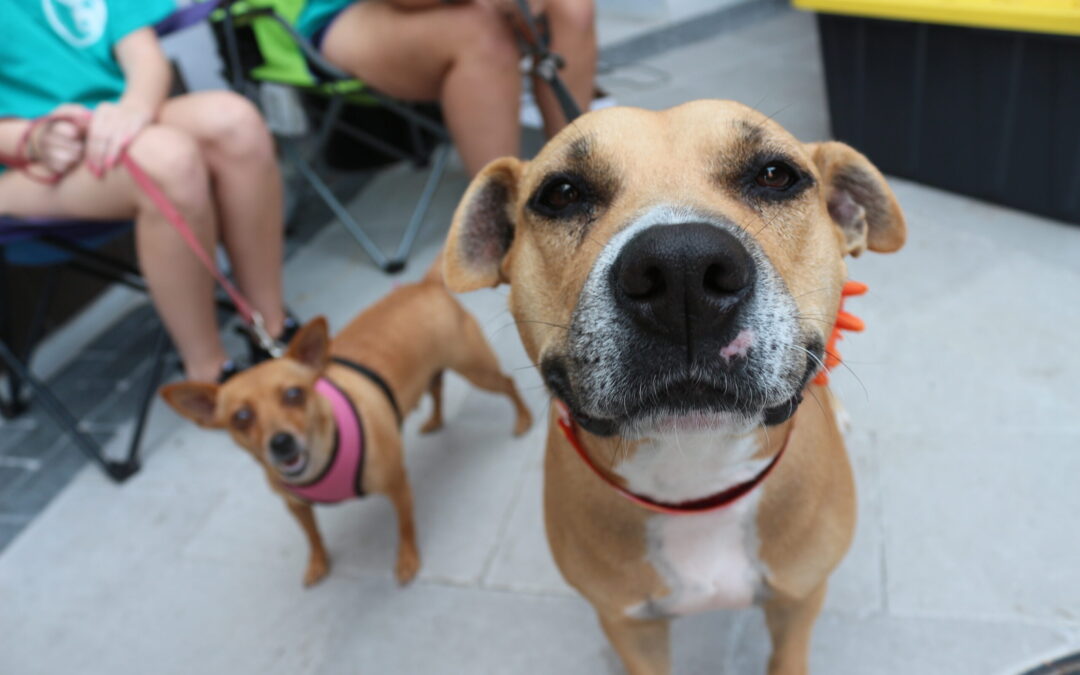 San Diego Humane Society Amplía Horarios para Facilitar la Adopción de Mascotas