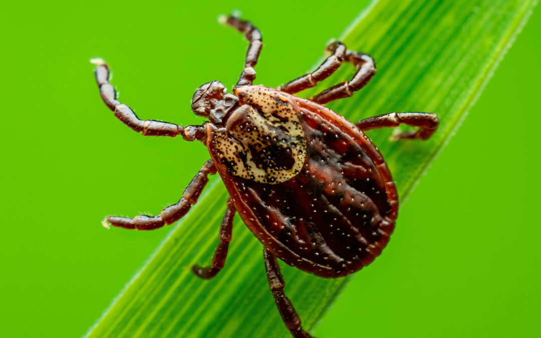 Alerta en Colorado: Aumenta Presencia de Garrapatas Portadoras de Lyme