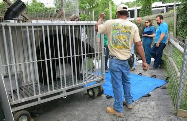 Voluntariado en Santuario de Fauna: Transformando Vidas en San Diego