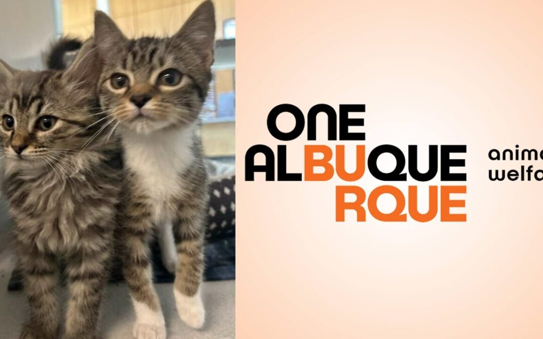 Esterilización de Mascotas en Albuquerque: Un Éxito Durante la ‘Temporada de Gatitos’