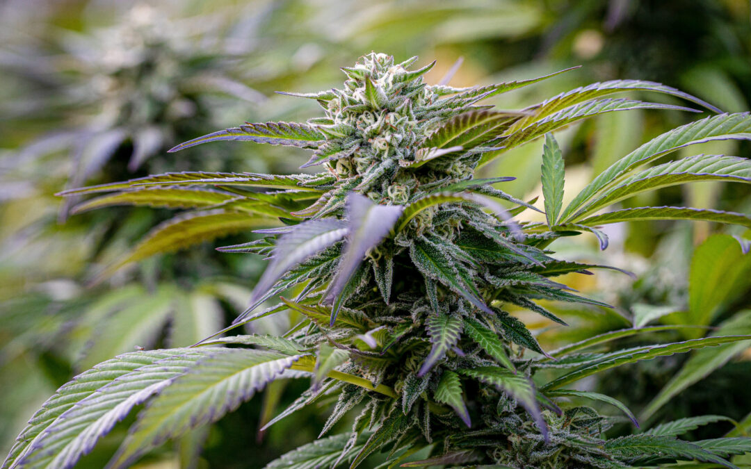 Alerta en Colorado: Marihuana Contaminada con Pesticida Prohibido Afecta Dispensarios