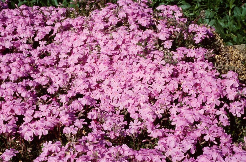 Alerta de Congelación Amenaza Árboles Frutales en Front Range de Colorado