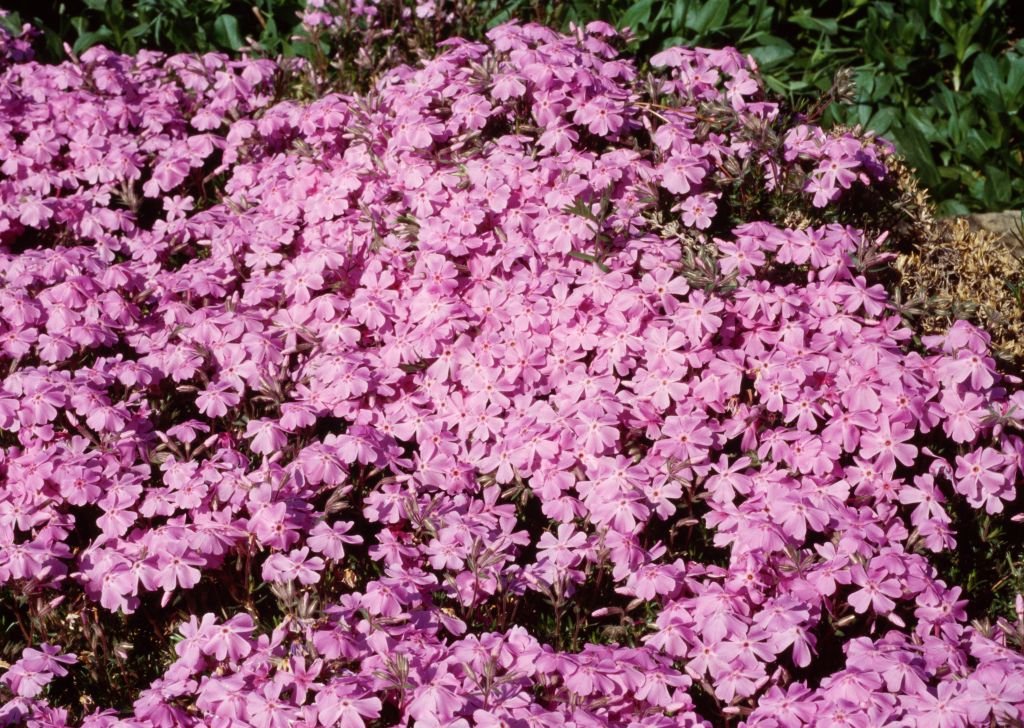 Alerta De Congelación Amenaza Árboles Frutales En Front Range De Colorado