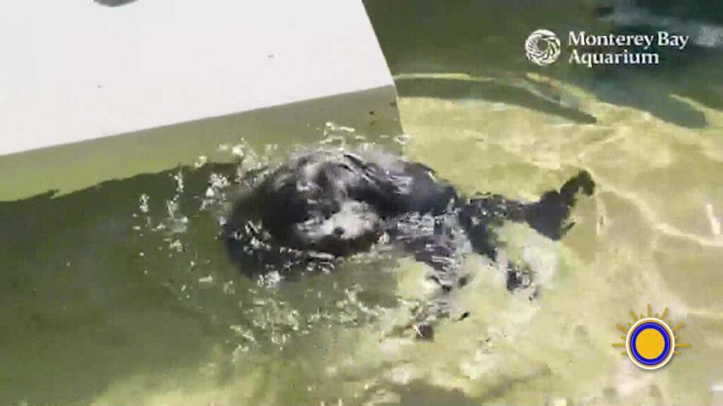Acuario De La Bahía De Monterey: Hogar Para Nutrias Marinas Rescatadas