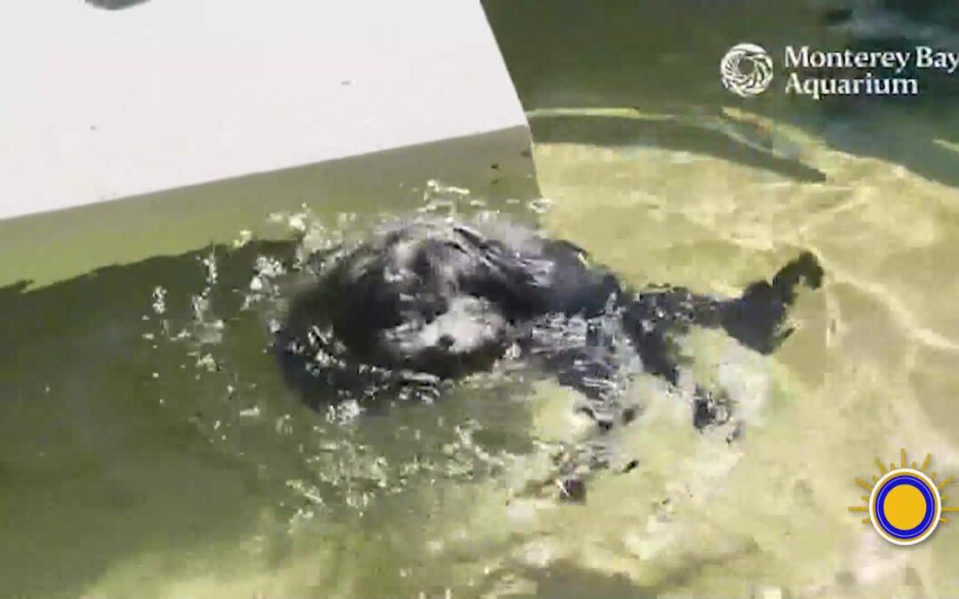Acuario de la Bahía de Monterey: Hogar para Nutrias Marinas Rescatadas