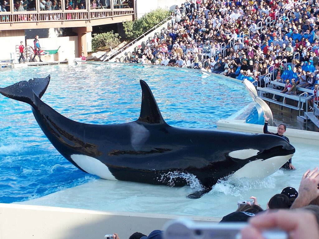 Protesta De Peta Resalta La Carrera En Seaworld San Diego Exigiendo Libertad Para La Orca Cautiva