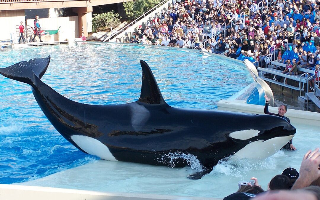 Protesta de PETA Resalta la Carrera en SeaWorld San Diego Exigiendo Libertad para la Orca Cautiva