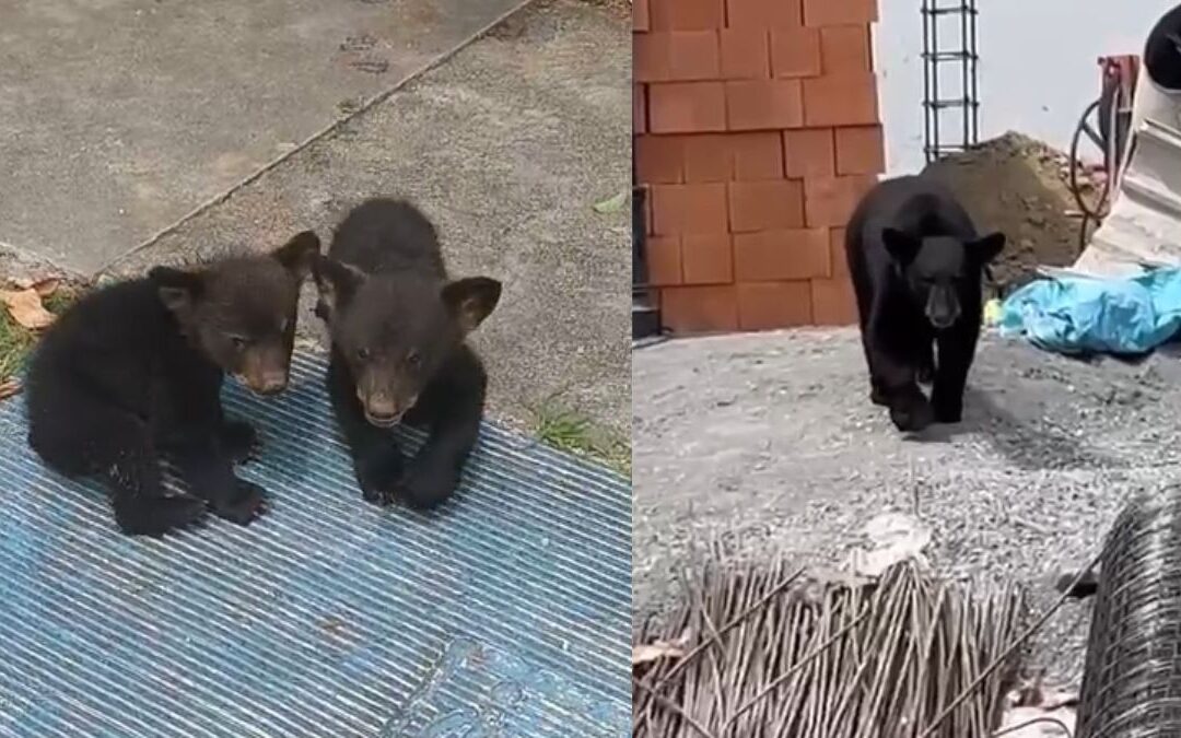 ¡Sorprendente! Familias de osos pasean alegremente por Monterrey | VIDEO