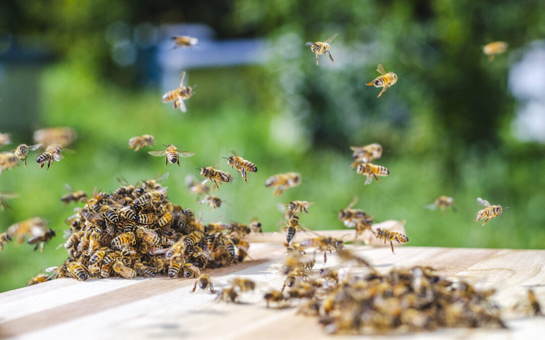 Enjambres de Abejas Invaden Denver: Clima Cálido Provoca una Temprana y Prolongada Temporada