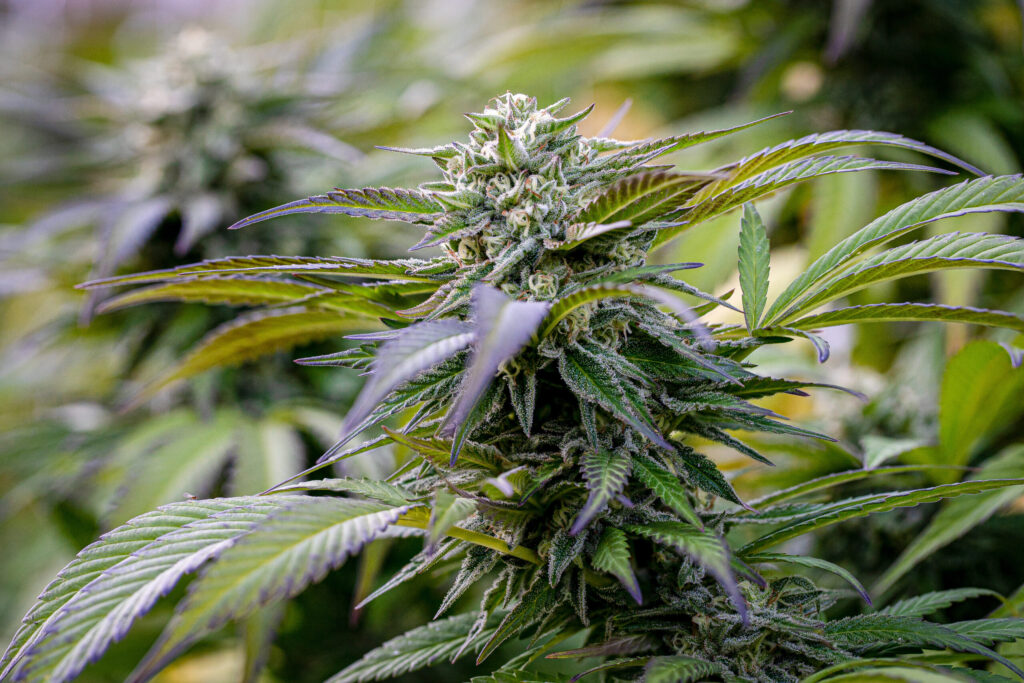 Revolución En Massachusetts: Reforma Histórica A La Industria Del Cannabis