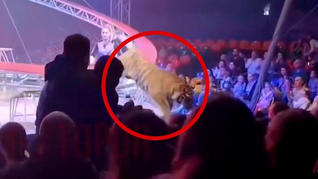 Increíble Incidente: Tigre Escapa En Circo Y Salta Hacia El Público | Video