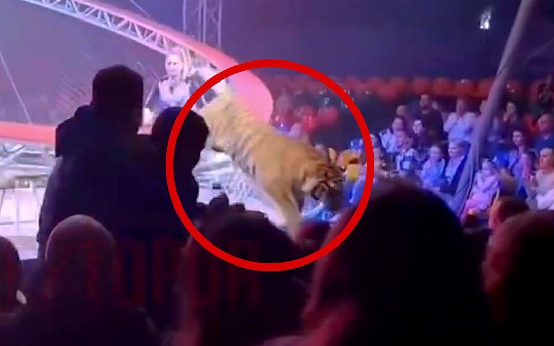 Increíble Incidente: Tigre Escapa en Circo y Salta hacia el Público | VIDEO