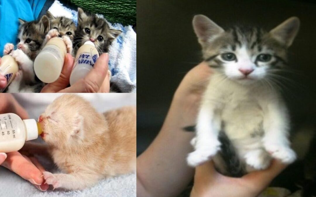 Refugios en Albuquerque: Consejos Claves Durante la Temporada de Gatitos