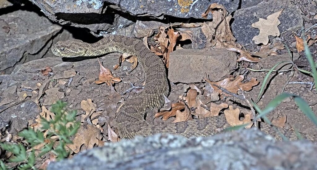 Asombrosa Activación De Serpientes De Cascabel En Colorado: Observa La Transmisión En Vivo