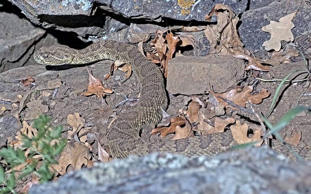 Asombrosa Activación de Serpientes de Cascabel en Colorado: Observa la Transmisión en Vivo