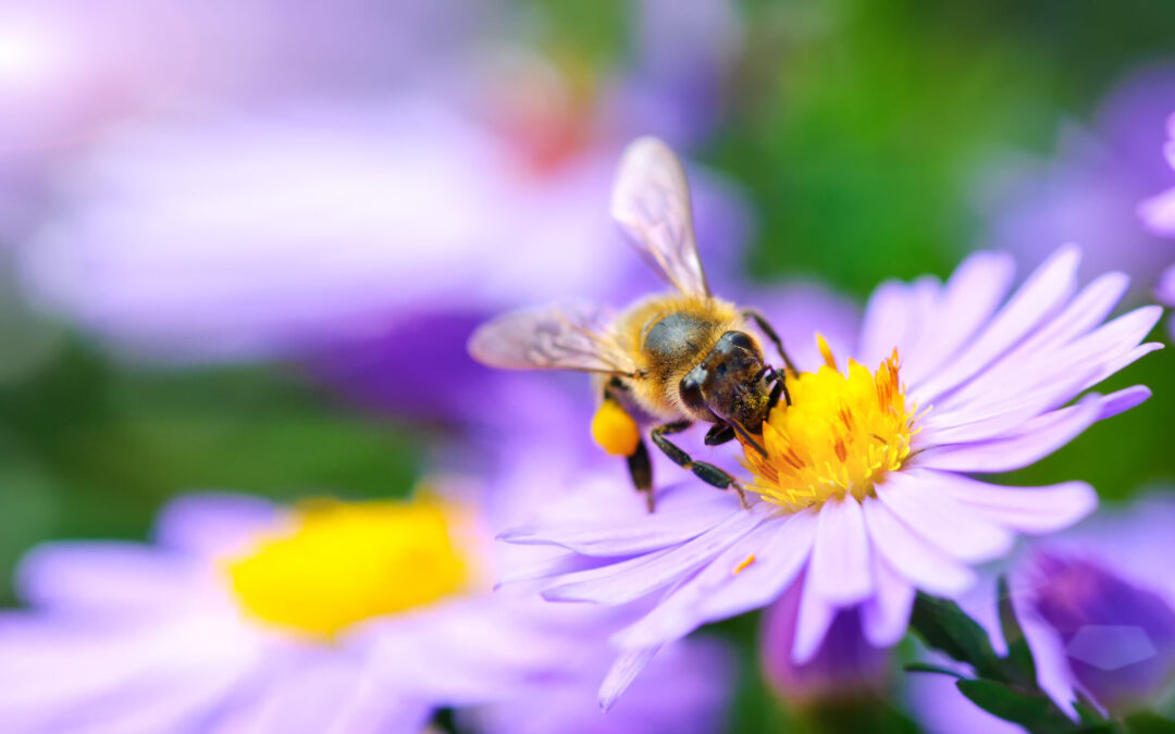 Protección Efectiva para su Jardín Durante la Sequía en Colorado