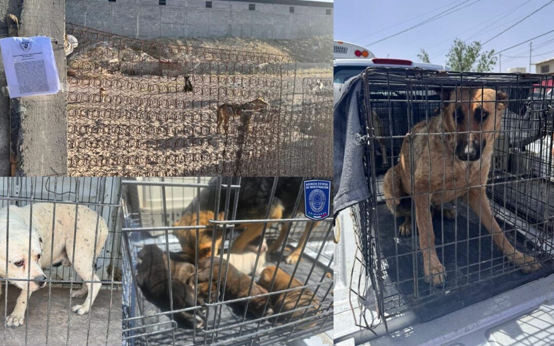 Rescate de Animales Maltratados Fortalece Lucha contra el Abuso en Ciudad Juárez