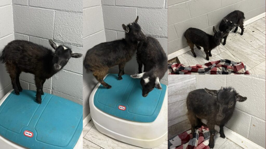 Cabrito Sin Identificación Causa Aviso De Estray En Howard, Texas