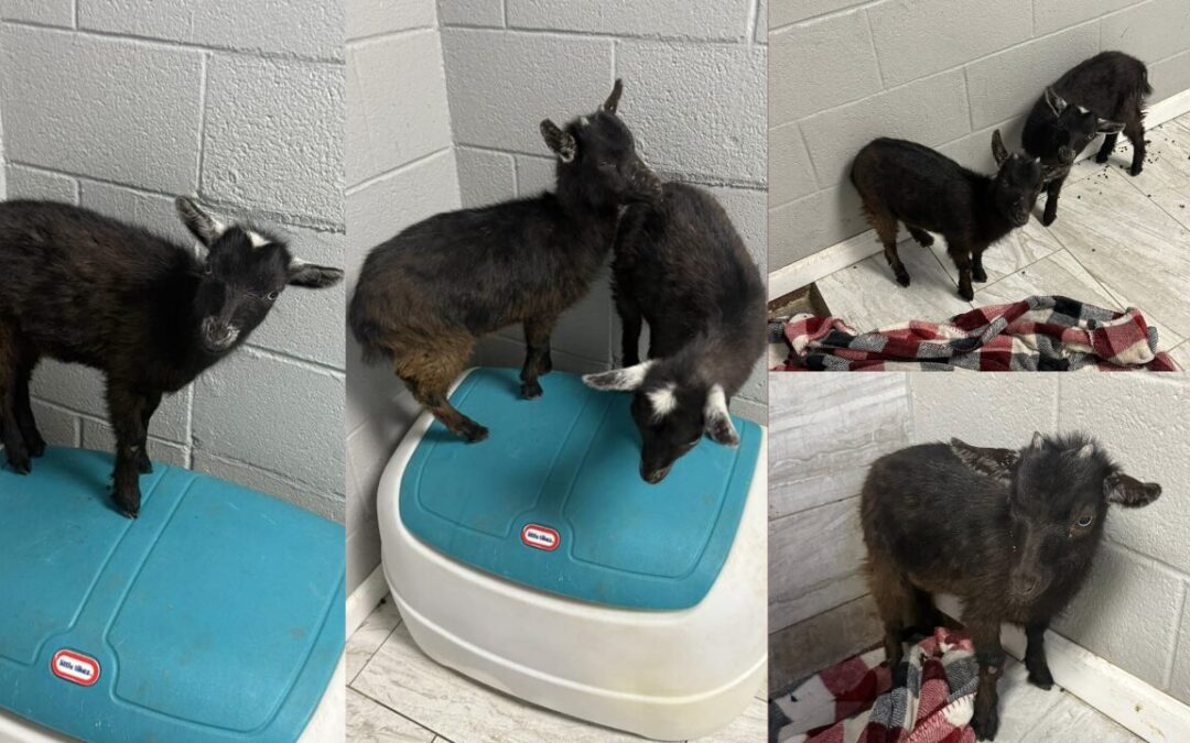 Cabrito sin identificación causa aviso de estray en Howard, Texas