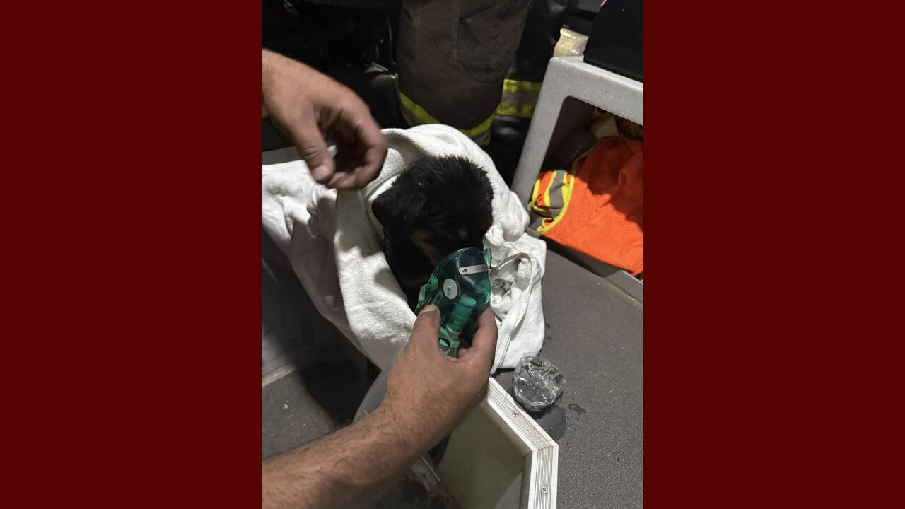 Rescate Heroico: Bomberos De Big Spring Salvan A Cachorro Durante ...