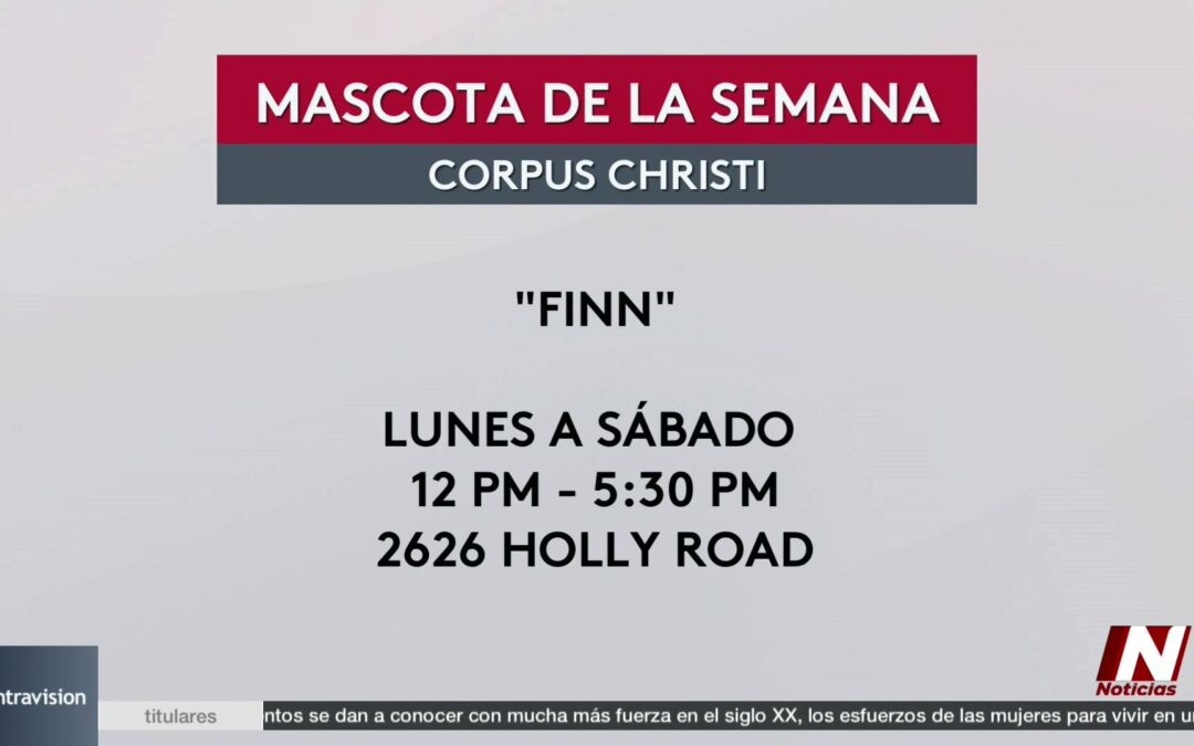 Descubre la Mascota de la Semana en Corpus Christi: ¡Fing Busca un Nuevo Hogar!