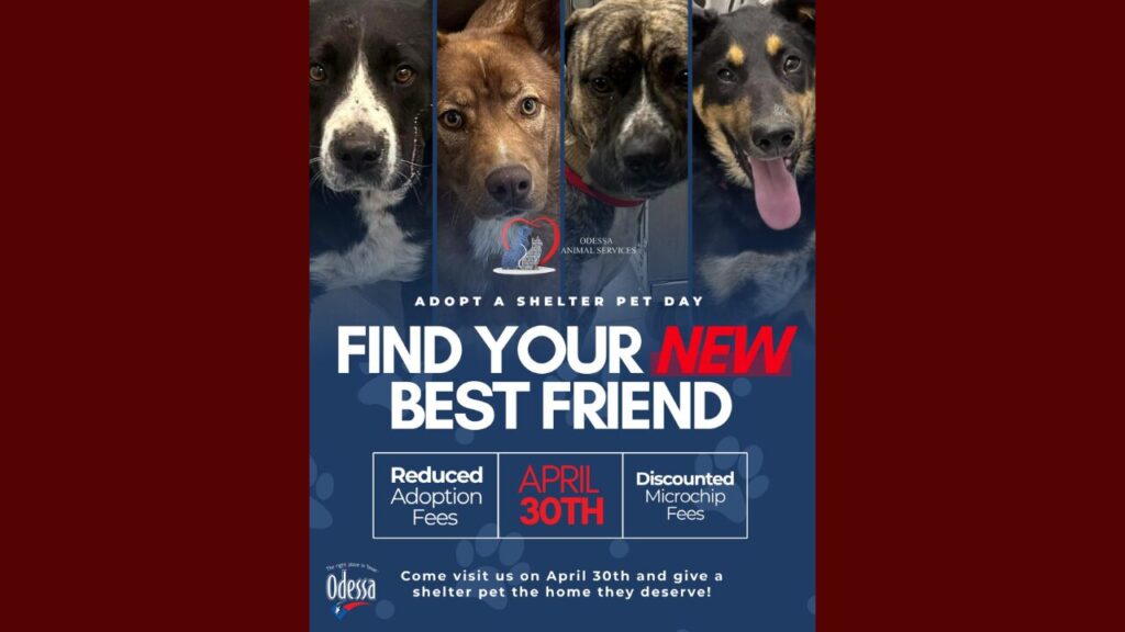 Día Nacional De Adopción De Mascotas En Odessa: Tarifas Reducidas Y Oportunidades Únicas