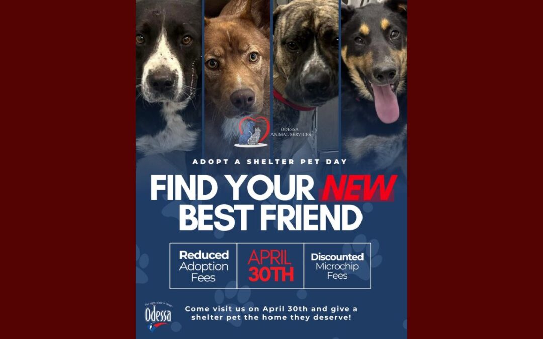Día Nacional de Adopción de Mascotas en Odessa: Tarifas Reducidas y Oportunidades Únicas