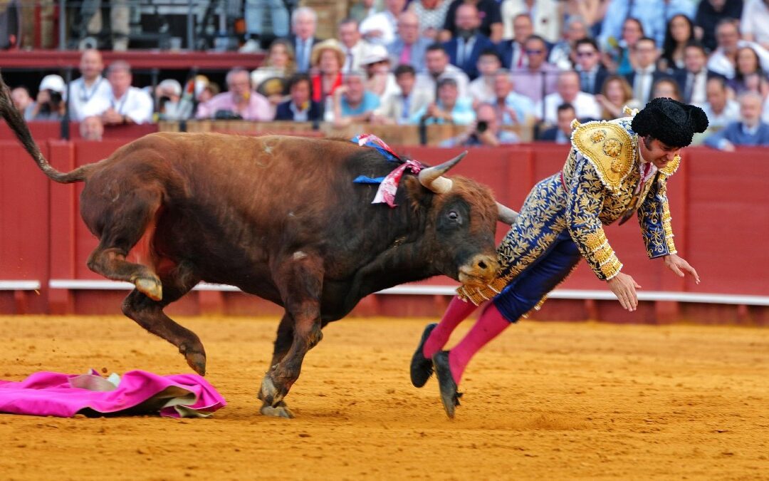 Torero Español Herido en Brutal Cornada Durante Espectáculo Taurino | VIDEO
