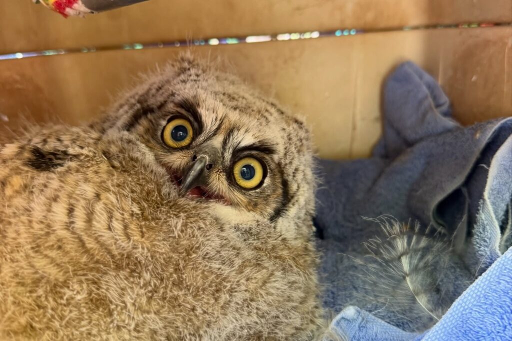 Temporada De Búhos En Albuquerque: Consejos Para Proteger A Las Crías Durante El ‘Fledgling’