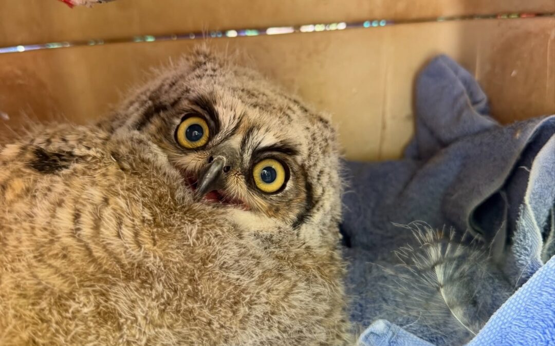 Temporada de Búhos en Albuquerque: Consejos para Proteger a las Crías Durante el ‘Fledgling’