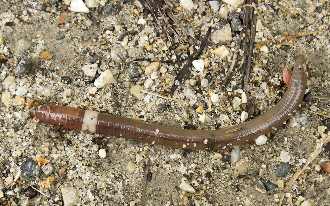 El “Crazy Worm” Ameaça La Salud Del Suelo En Colorado: Un Peligro Latente