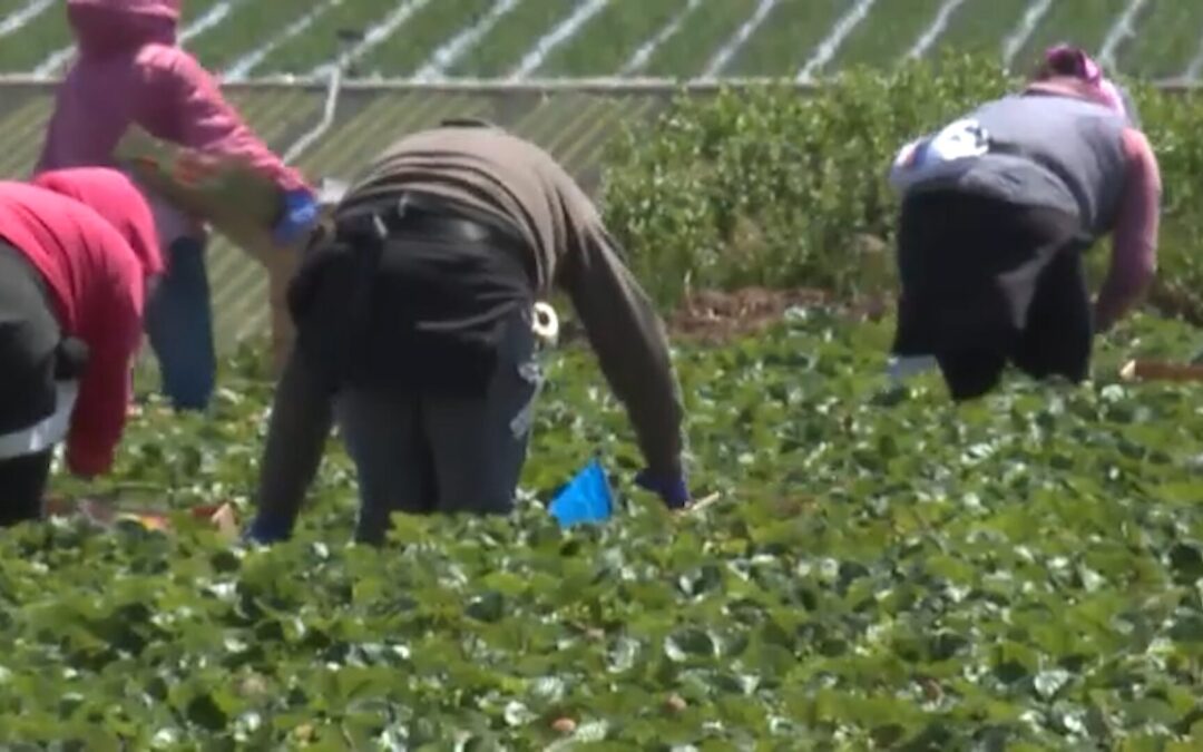 Impacto de las redadas migratorias en la economía agrícola de la costa central de California