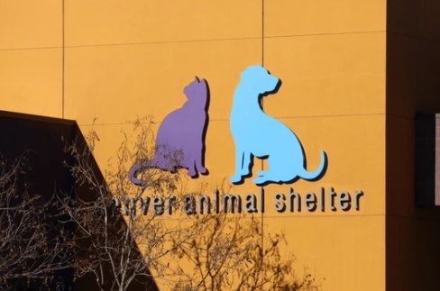 Controversia en Denver: Eutanasia de Perro Desata Críticas al Refugio Municipal