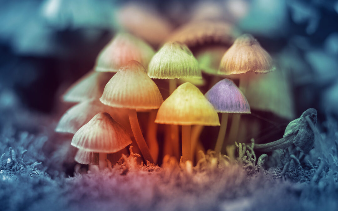 Estados Unidos Impulsa Terapias Psicodélicas Para Tratar Trastornos Mentales