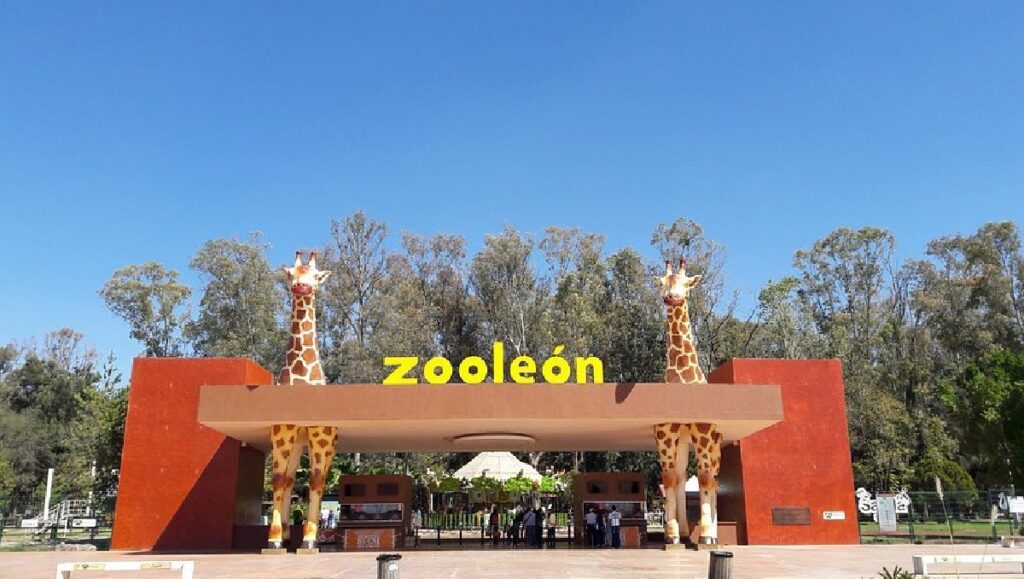 Cierre Del Zoológico De León: Revelaciones Del Ayuntamiento Tras Intervención De Profepa