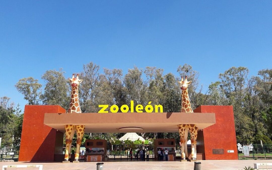 Cierre Del Zoológico De León: Revelaciones Del Ayuntamiento Tras Intervención De Profepa
