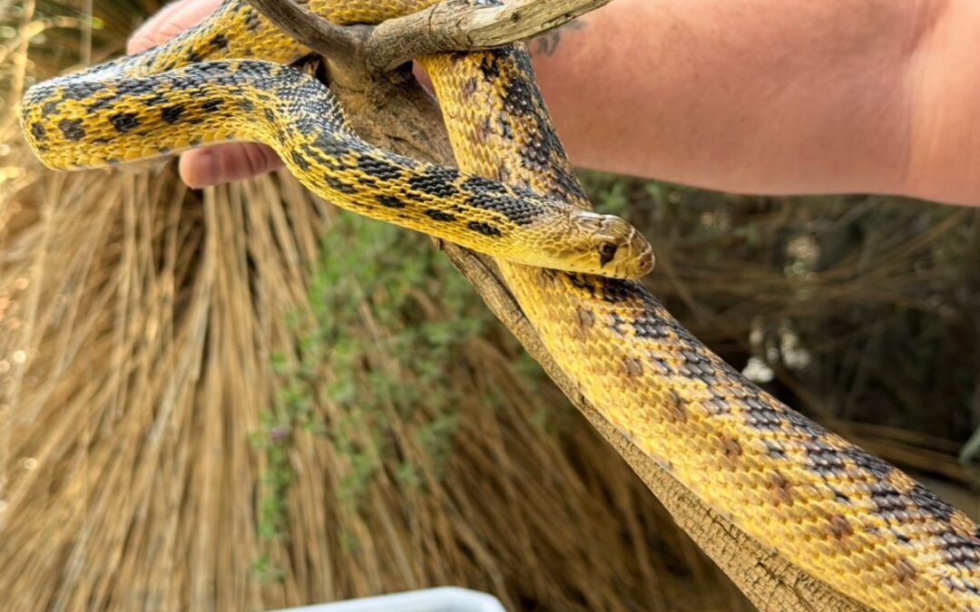 Riesgo Creciente Por Serpientes