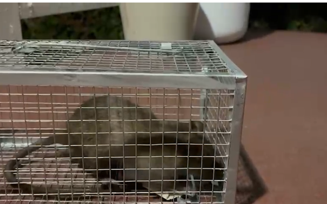 Problema de ratas y basura en Hillcrest genera preocupación entre residentes