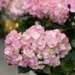 Gallery Thumbnail 2
