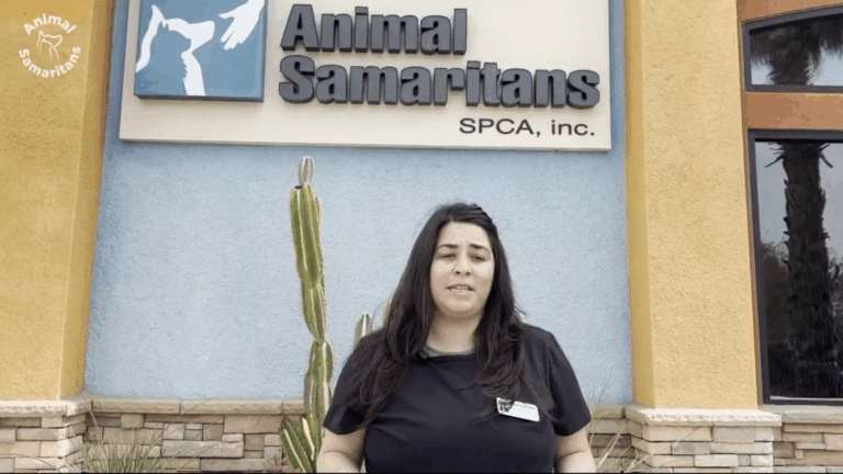 Organizaciones ofrecen atención veterinaria gratuita para mascotas en el este del Valle de Coachella