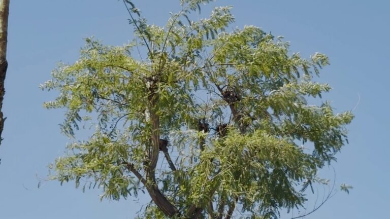 Último día este lunes para solicitar la plantación gratuita de un árbol de sombra en el Valle de Coachella