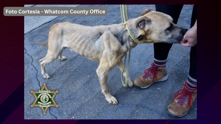 Desert Hot Springs suspende su alianza con una organización de rescate canino tras una investigación por crueldad animal