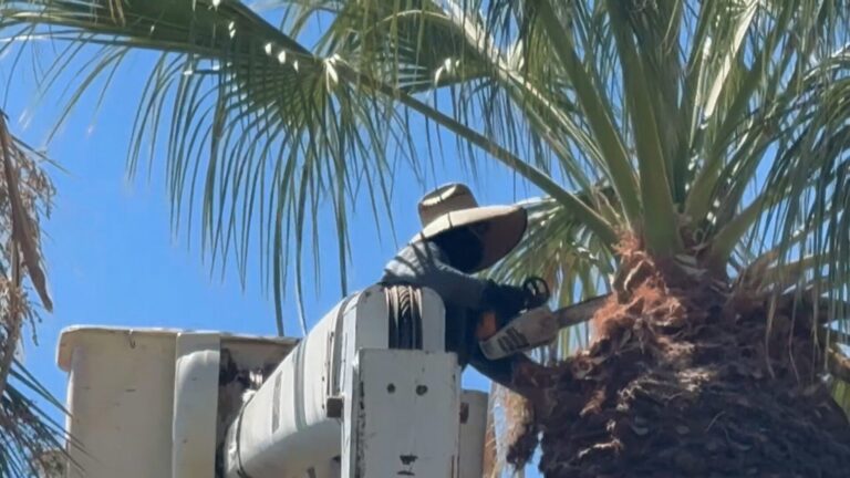 Propuesta en Indian Wells para modificar fechas de poda de árboles y proteger el anidamiento de aves
